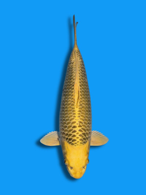 Kin Ki Matsuba | Koi&Co.